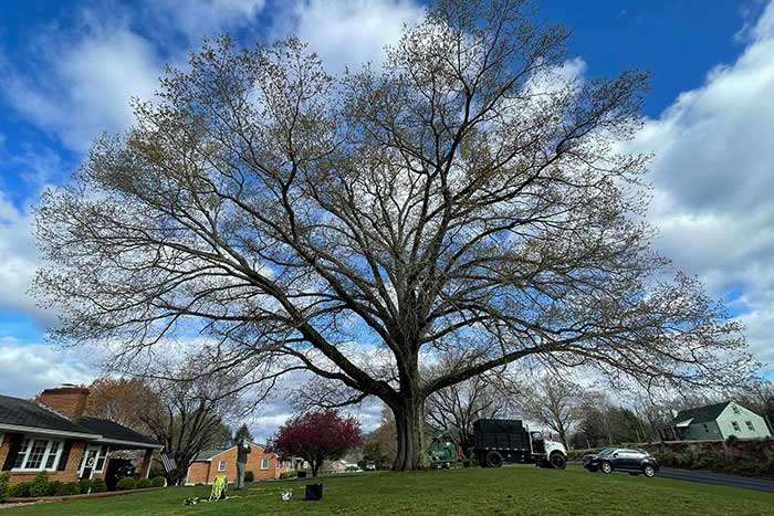 Residential Tree Removal